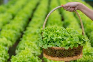 Read more about the article Why Sustainable Agriculture Is No Longer Optional