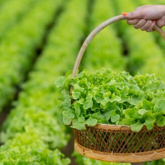 Why Sustainable Agriculture Is No Longer Optional
