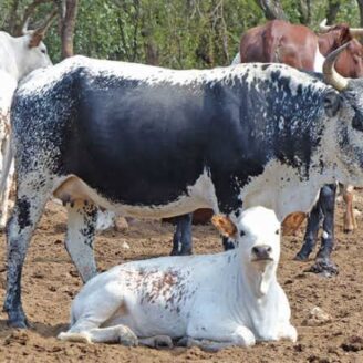 How South African Farmers Are Shaping the Future of the Livestock Industry