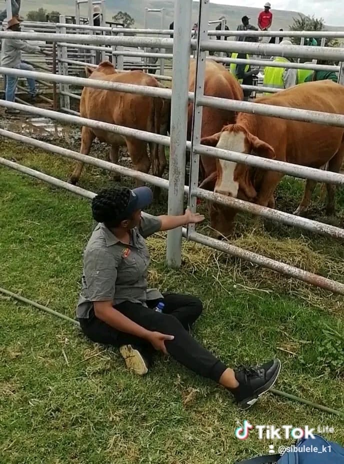 You are currently viewing Foot-and-Mouth Disease in South Africa: KZN & 2026 Update