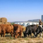 Livestock Feed Planning and Fodder Conservation Before the Dry Season 