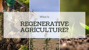 Read more about the article The 5 Principles of Regenerative Agriculture: And Why Most Farms Only Practice One