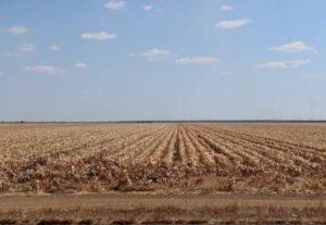 Read more about the article El Niño Is Back: What South African Farmers Need to Know and How to Prepare