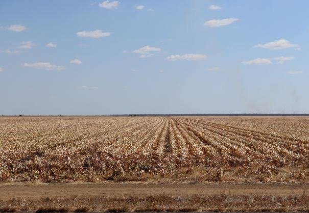 You are currently viewing El Niño Is Back: What South African Farmers Need to Know and How to Prepare